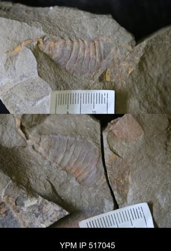 undet. Arthropoda
