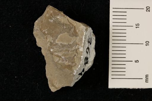 Meekella striatocostata