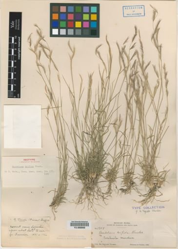 Bouteloua trifida