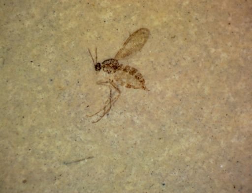 undet. Diptera