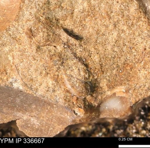 undet. Bivalvia