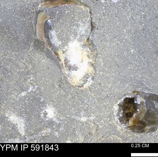 Mollusca