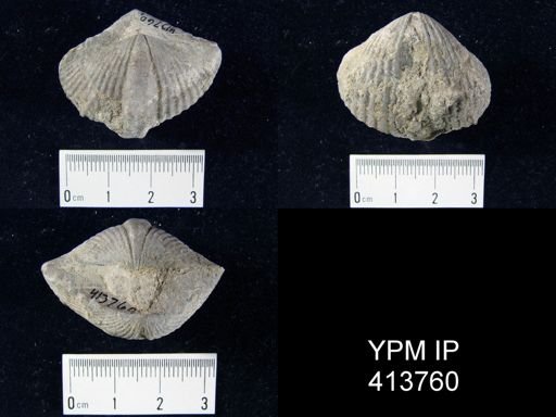 Mediospirifer sp.