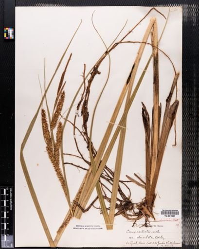 Plantae