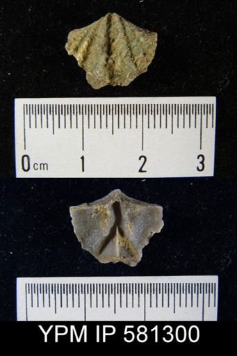 undet. Delthyridoidea