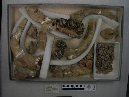 Coryphodon sp.