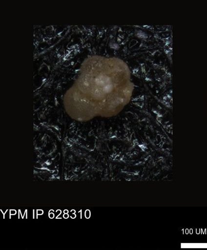 undet. Foraminiferida
