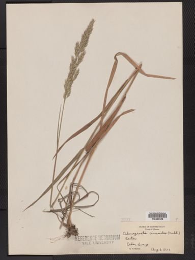 Calamagrostis cinnoides