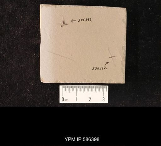 Tipulidae