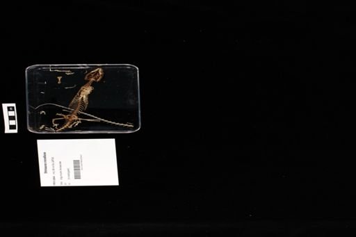 Shinisaurus crocodilurus