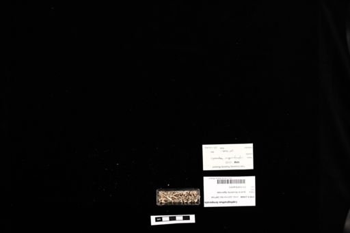 Lophognathus temporalis