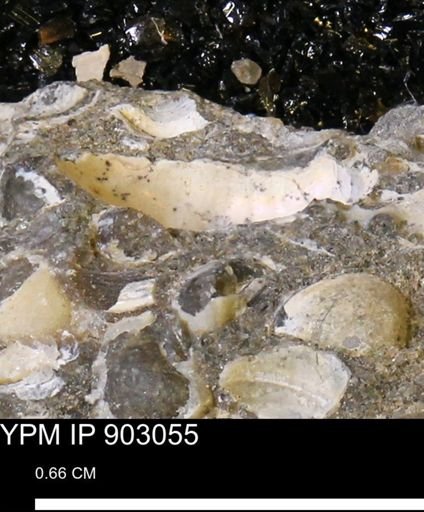 undet. Mollusca