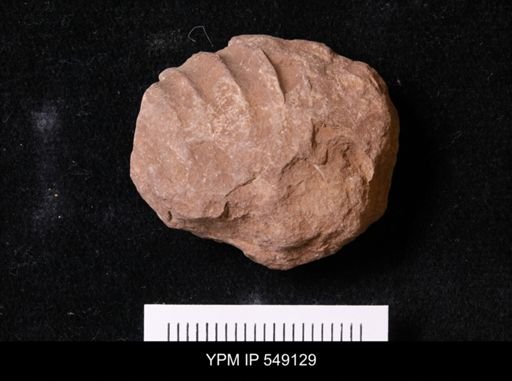 undet. Cephalopoda