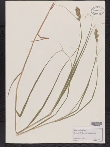 Carex crawfordii
