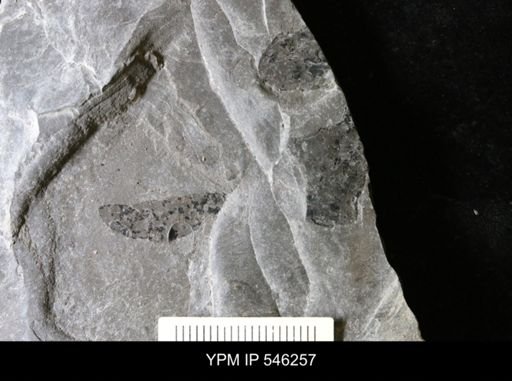 undet. Eurypterida