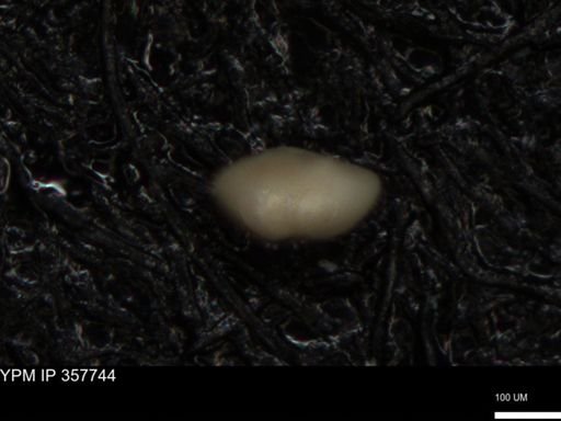undet. Foraminiferida