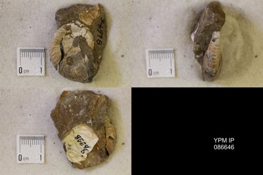 undet. Scaphitidae