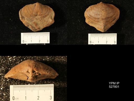 Athyris cf. lamellosa