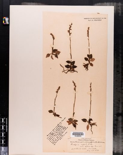 Plantae