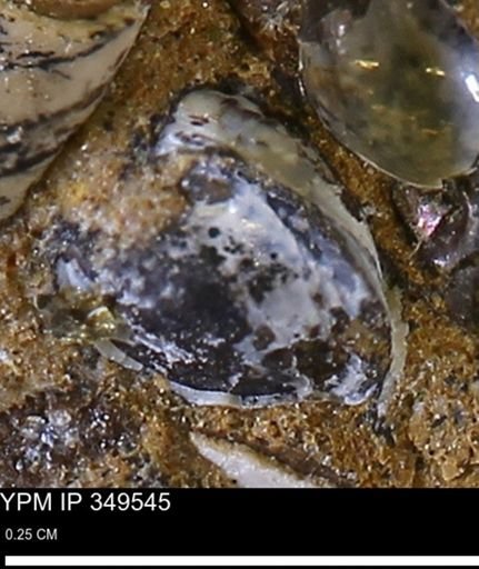 undet. Bivalvia