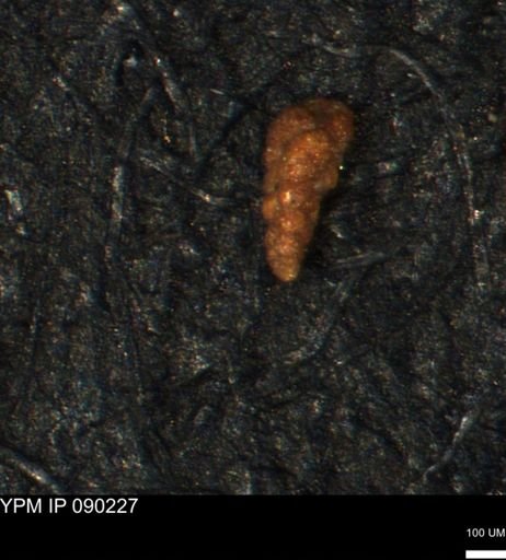 Verneuilina canadensis
