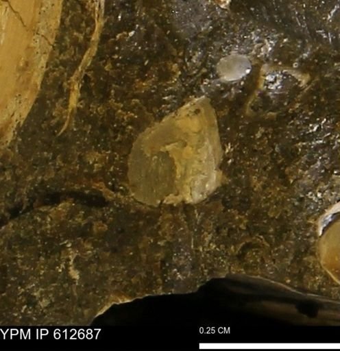 undet. Bivalvia