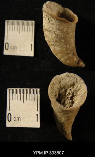 Zaphrentis cf. conulus