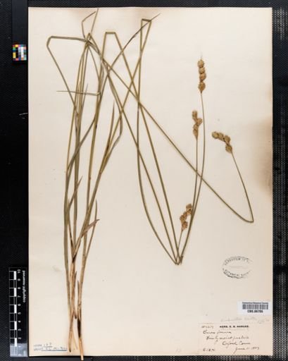 Carex foenea