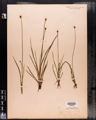 Xyris caroliniana