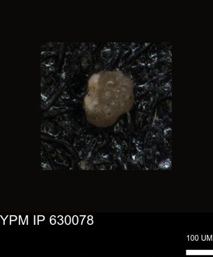 undet. Foraminiferida