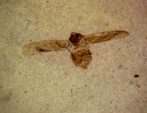 undet. Hemiptera