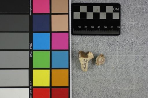 Hyaenodon horridus