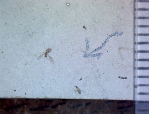 undet. Diptera