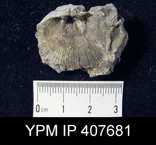 Dinorthis porcata