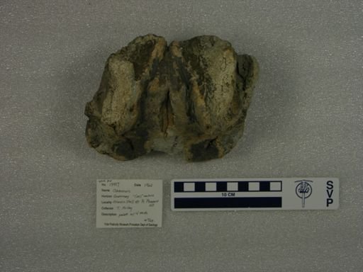 Odobenus sp.