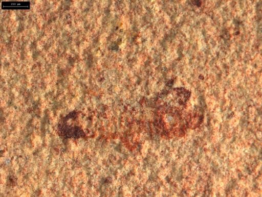 undet. Insecta