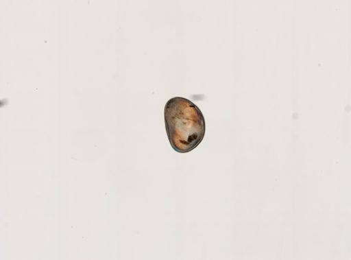 Cypris sp.