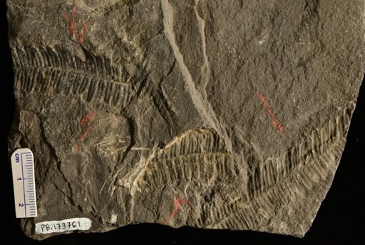 Pecopteris sp.
