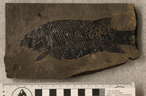 Semionotidae