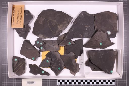 mixed taxa, stratigraphic collection