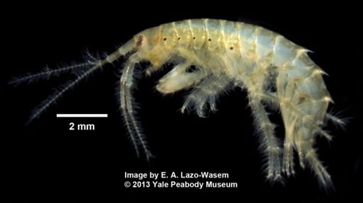 Gammarus mucronatus