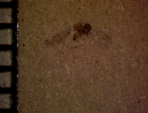undet. Insecta