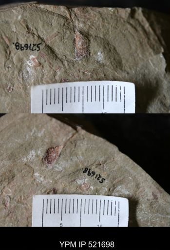 undet. Gastropoda