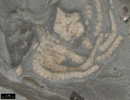 Aplocoma damesii