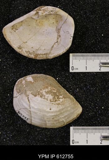 Tancredia americana