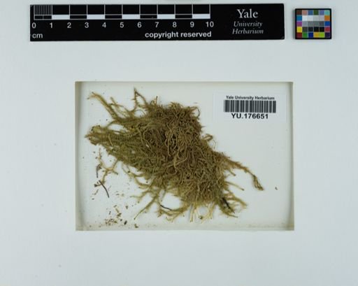 Plantae