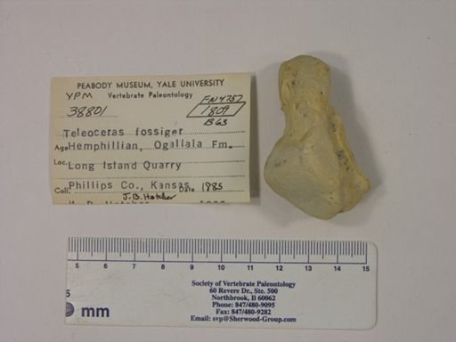 Teleoceras fossiger