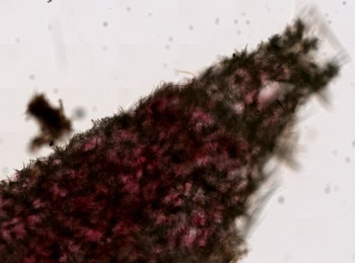 Quasillina brevis