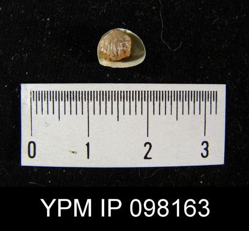 Gypidula roemeri