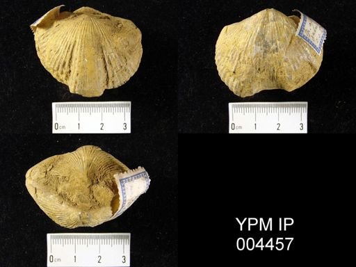 Spirifer aperturatus